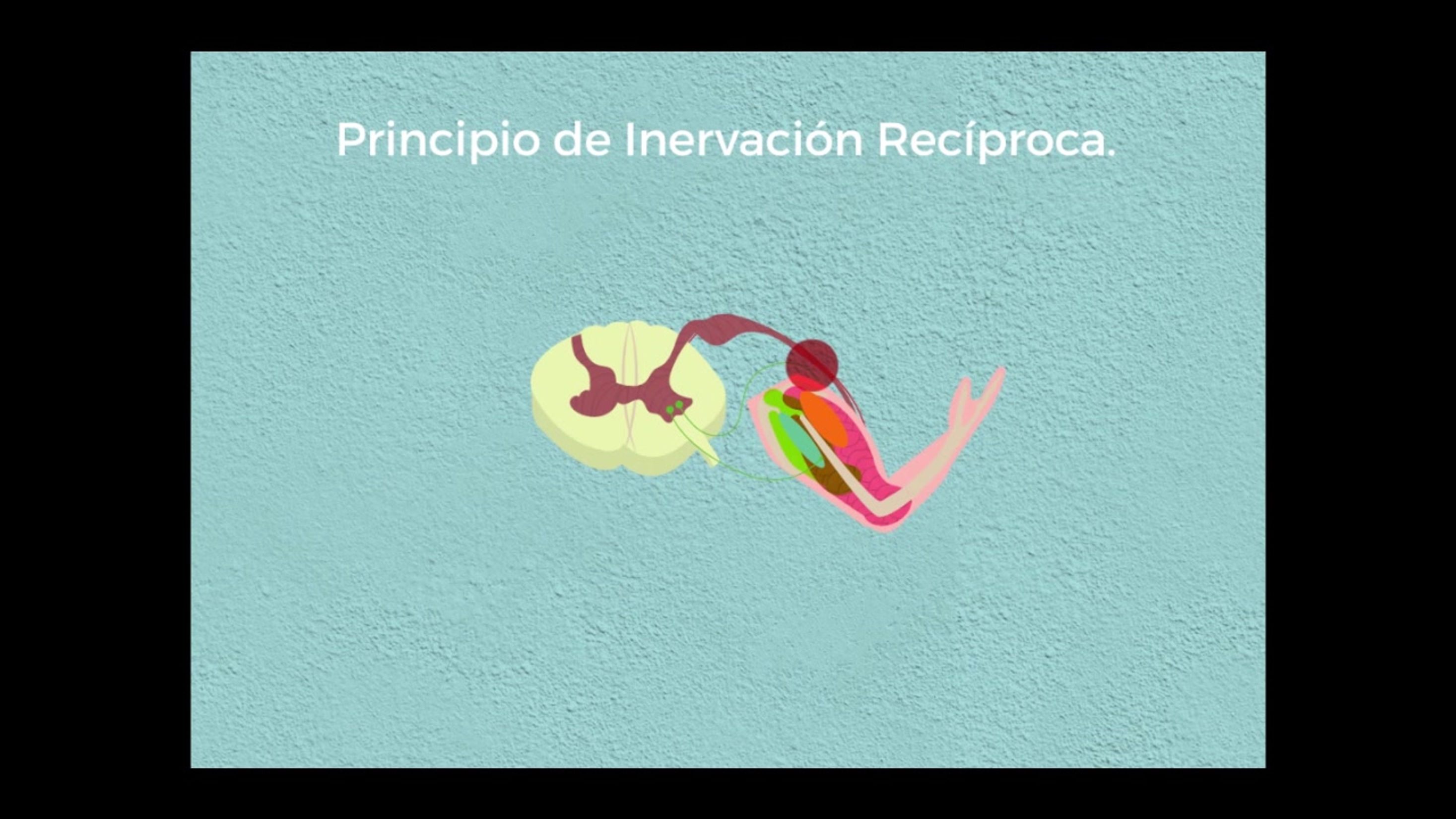 Principio de Inervación Reciproca